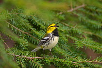 Black-throated Green Warbler (Dendroica virens), male in breeding plumage singing from hemlock bough, New York, USA