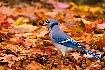 Blue Jay (Cyanocitta cristata) collecting acorns to store over winter, New York, USA