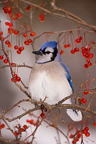 Blue Jay (Cyanocitta cristata) perched with red berries in winter, New York, USA
