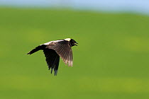 Bobolink (Dolichonyx oryzivorus) male in breeding plumage singing in flight as part of its territorial display, New York, USA