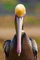 Brown Pelican (Pelecanus occidentalis) portrait, Pacific race, breeding plumage, Bolsa Chica Ecological Reserve, California, USA