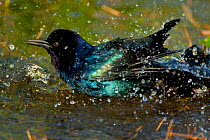 Boat-tailed Grackle (Quiscalus major) male bathing, Viera, Florida, USA (Digitally retouched image - foreground distraction removed)