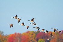 Canada Geese (Branta canadensis), flock in flight against background of autumn colors, Montezuma National Wildlife Refuge, New York, USA (Digitally retouched image - distractions removed)