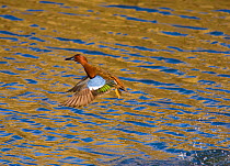 Cinnamon Teal (Anas cyanoptera) male taking off from water, Bolsa Chica Ecological Reserve, California, USA