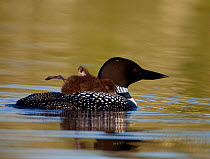 Common Loon / Great northern diver (Gavia immer) sleepy chick riding on parent's back falls asleep with one foot and one wing in the air, Michigan, USA.