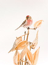Common Redpoll (Carduelis flammea) male perched on milkweed stem (Asclepias sp) and seed pods in winter, New York, USA, against white background.