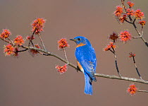 Eastern Bluebird (Sialia sialis), male perched on flowering Red Maple (Acer rubrum) branch, New York, USA