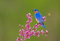 Eastern Bluebird (Sialia sialis) male perched on flowering eastern redbud in spring, New York, USA (Digitally retouched image - flower cleanup)
