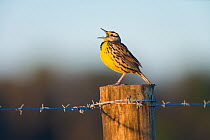 Eastern Meadowlark (Sturnella magna) male singing on fencepost in spring, Osceola County, Florida, USA
