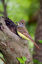 Great Crested Flycatcher (Myiarchus crinitus), bringing caterpillar to nest hole in old apple tree, New York, USA