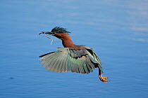 Green Heron (Butorides virescens) in flight over water, carrying nest material, Orlando, Florida, USA