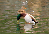 Mallard (Anas platyrhynchos) male performing "Grunt-Whistle" courtship display, in which he tosses an arc of water droplets into the air while giving a grunting call followed by a sharp whistle, note...