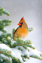 Northern Cardinal (Cardinalis cardinalis) female perched on snow-covered conifer, New York, USA