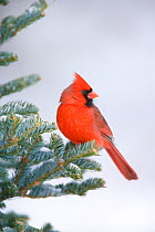 Northern Cardinal (Cardinalis cardinalis) male perched on spruce in winter, New York, USA