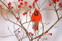 Northern Cardinal (Cardinalis cardinalis) male feeding on Winterberry (Ilex sp) fruits in winter, New York, USA