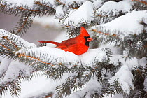 Northern Cardinal (Cardinalis cardinalis) male perched on snow-covered conifer, New York, USA
