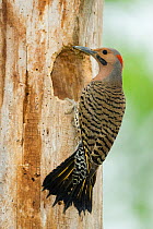 Northern Flicker (Colaptes auratus), yellow-shafted form, male at nest hole in tree trunk, New York, USA. Note the tail being used as a prop.