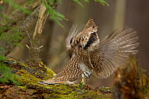 Ruffed Grouse (Bonasa umbellus) male drumming on moss-covered log in early spring, New York, USA