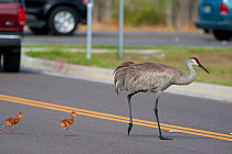 Sandhill Cranes (Grus canadensis) (Florida race), adult with two small chicks crossing road, Kissimmee, Florida, USA