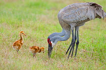 Sandhill Crane (Grus canadensis), Florida race, two adults feeding with two chicks looking on, Orlando, Florida, USA