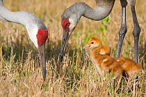 Sandhill Crane (Grus canadensis), Florida race, close-up of two adults with two chicks, Orlando, Florida, USA