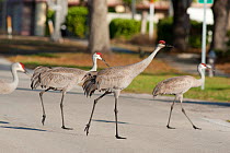 Greater Sandhill Cranes (Grus canadensis) (Florida race) four walking across a road, Kissimmee, Florida, USA