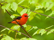 Scarlet Tanager (Piranga olivacea), male in breeding plumage perched amid beech leaves in spring, New York, USA