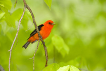 Scarlet Tanager (PIranga olivacea), male in breeding plumage perched amid spring foliage, New York, USA