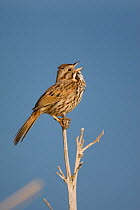 Song Sparrow (Melospiza / Zonotrichia melodia) male singing, Montezuma National Wildlife Refuge, New York, USA (Digitally retouched image - distractions at left edge removed)