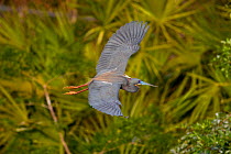 Tricolored Heron (Egretta tricolor) in flight, palmettos in background, Orlando, Florida, USA