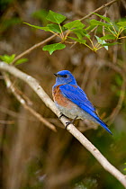 Western Bluebird (Sialia mexicana) male perched, Orange County, California, USA (Digitally retouched image-background stick removed)