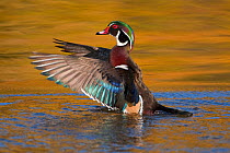 Wood Duck (Aix sponsa), male flapping its wings, autumn colour reflected in water, Ohio, USA