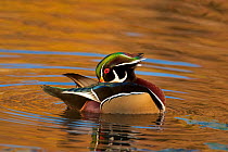 Wood Duck (Aix sponsa), male preening, autumn colour reflected in water, Ohio, USA
