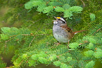White-throated Sparrow (Zonotrichia albicollis) male singing from conifer branch, Cortland County, New York, USA