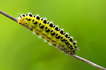 Five-spot Burnet Moth (Zygaena trifolii) caterpillar larva on stem, Bedfordshire, UK