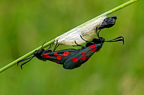 Five-spot Burnet Moth (Zygaena trifolii) Male mating with newly emerged female, Bedfordshire, England, UK