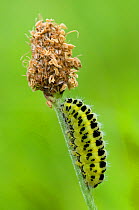 Five-spot Burnet Moth (Zygaena trifolii) caterpillar larva on plantain, Bedfordshire, England, UK