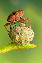 Acorn weevil (Curculio glandium) drilling hole in developing acorn in which to lay egg, UK, Captive, sequence 1/4