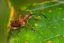 Acorn weevil (Curculio glandium) showing long Rostrum that it uses to drill into developing acorns before laying an egg and pushing it into the hole, UK, Captive