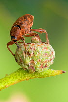 Acorn weevil (Curculio glandium) Drilling hole in developing acorn in which to lay egg, UK, Captive, sequence 2/4