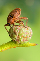 Acorn weevil (Curculio glandium) drilling hole in developing acorn in which to lay egg, UK, Captive, sequence 3/4