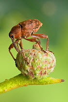 Acorn weevil (Curculio glandium) Drilling hole in developing acorn in which to lay egg, UK, Captive, sequence 4/4