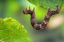 Brindled Beauty (Lycia hirtaria) caterpillar larva feeding on willow leaves, Hertfordshire, England, UK