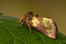 Burnished Brass moth (Diachrysia chrysitis) at rest showing distinguishing metallic bands on wing, Hertfordshire, England, UK