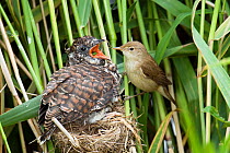 European Cuckoo chick (Cuculus canorus) Reed Warbler feeding Cuckoo chick at nest, West Sussex, England, UK