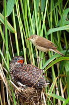 European Cuckoo chick (Cuculus canorus) on Reed Warbler nest with surrogate parent, West Sussex, England, UK