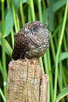 European Cuckoo chick (Cuculus canorus) perched on post, West Sussex, England, UK