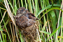 European Cuckoo chick (Cuculus canorus) on nest of Reed Warbler, West Sussex, England, UK