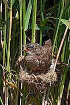European Cuckoo chick (Cuculus canorus) on nest of Reed Warbler, West Sussex, England, UK