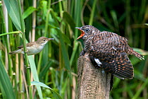 European Cuckoo chick (Cuculus canorus) being fed by Reed Warbler on post, West Sussex, England, UK